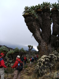 Senecio Kilimanjari　伸びている枝？一本につき10年とのこと。5本あれば50年。